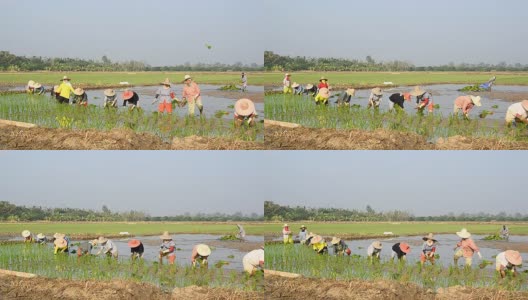 农民在稻田里种植水稻高清在线视频素材下载