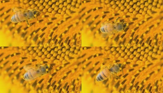 特写:蜜蜂在向日葵上喂食高清在线视频素材下载