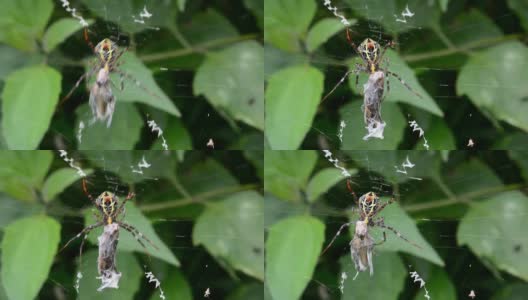 蜘蛛在网上吃昆虫高清在线视频素材下载