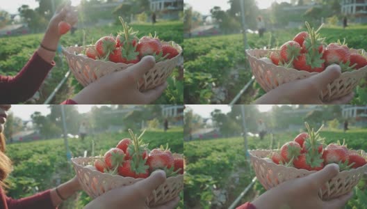在农场里摘草莓的女人高清在线视频素材下载