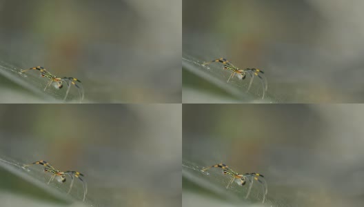 蜘蛛在蜘蛛网高清在线视频素材下载