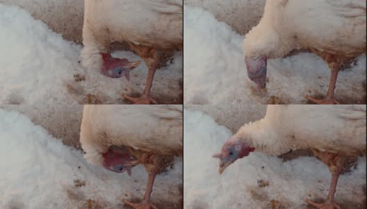 火鸡在冬天会清洗爪子。家畜在农家庭院散步时自己照顾自己。近距离高清在线视频素材下载