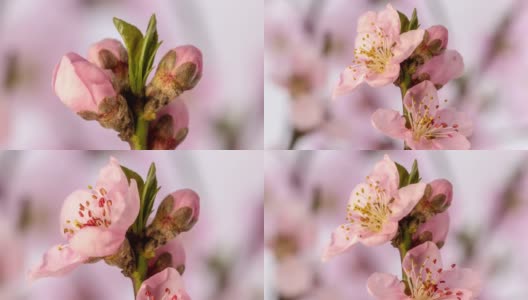 卧式桃花盛开的延时视频。桃树在春天开花的照片。高清在线视频素材下载