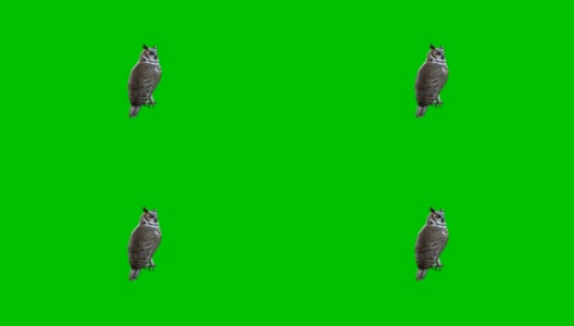 寂静的猫头鹰再次在绿色的屏幕背景下监视情况。绿色屏幕背景猫头鹰对象。高清在线视频素材下载