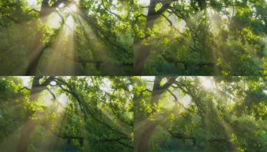 森林里美丽的夏日早晨。阳光穿过那棵壮丽的绿树的枝叶。神奇的夏天森林高清在线视频素材下载