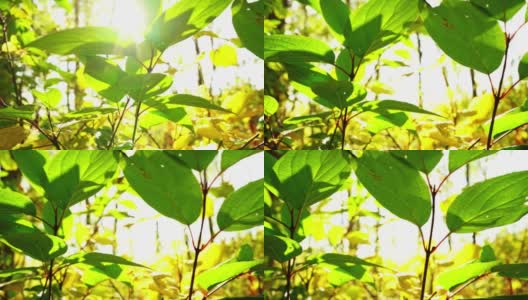 阳光透过林中的树叶照射下来高清在线视频素材下载