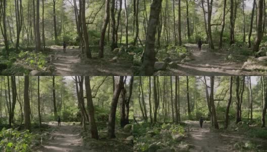 一个男人走在山间的小树林里高清在线视频素材下载
