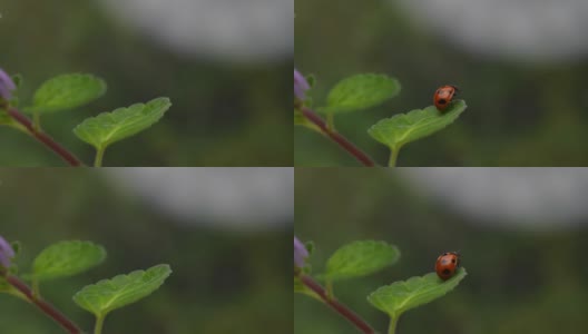 一只瓢虫飞来的慢镜头。高清在线视频素材下载