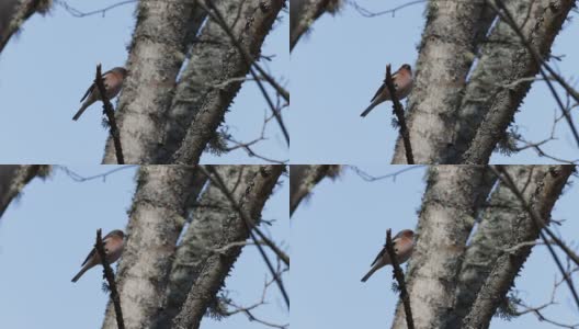 苍头燕雀栖息并飞走在爱沙尼亚的北方森林高清在线视频素材下载