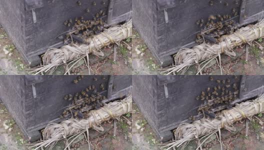 蜜蜂在蜂箱里高清在线视频素材下载