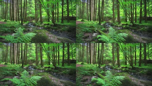 HD溪在春天森林摄影高清在线视频素材下载