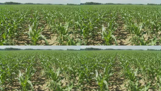 HD DOLLY:微风中的玉米高清在线视频素材下载
