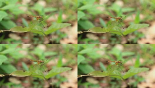 蜻蜓特写镜头高清在线视频素材下载