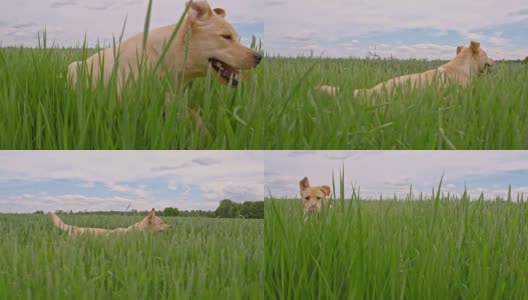 狗在绿色的大麦田里奔跑高清在线视频素材下载