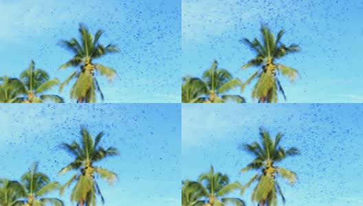 无刺蜜蜂在椰子树种植园飞行高清在线视频素材下载