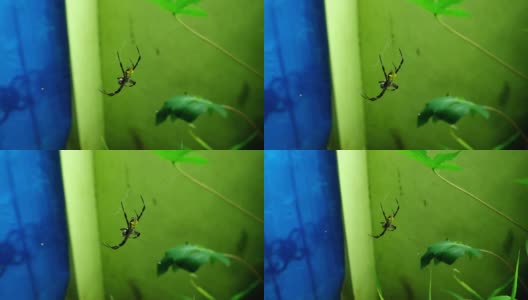 蜘蛛捉苍蝇高清在线视频素材下载