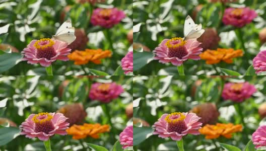 小白或欧洲白菜蝶(菜花)在百日菊花上的花园，库存素材高清在线视频素材下载