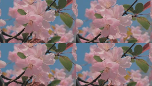 特写慢动作镜头，春天的桃花在风中摇曳，蓝色的天空为背景。美丽的桃花开了。高清在线视频素材下载