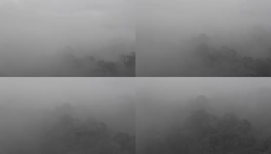 这是一部黑白电影，热带森林在浓雾中几乎看不见高清在线视频素材下载