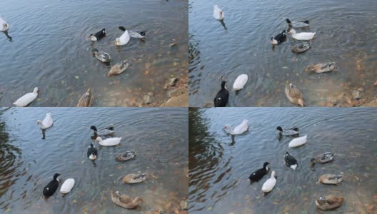 五颜六色的鸭子在湖上游泳，在水里寻找食物高清在线视频素材下载
