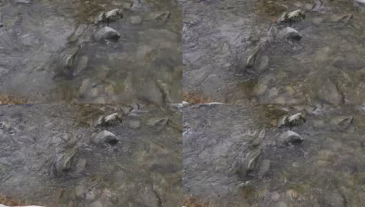 冬山河床上的浮水。高清在线视频素材下载