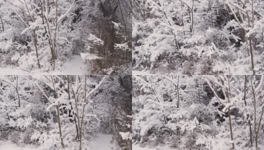 冬天的森林里，树枝被雪覆盖，树上被雪覆盖。高清在线视频素材下载