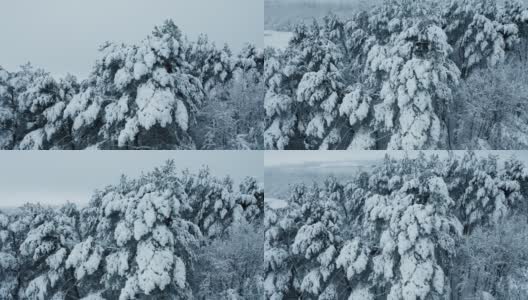 无人机拍摄冰雪覆盖的树木，冬天大自然美丽的欧洲鸟瞰松树林，旅游季节白色冰冻的自然高清在线视频素材下载