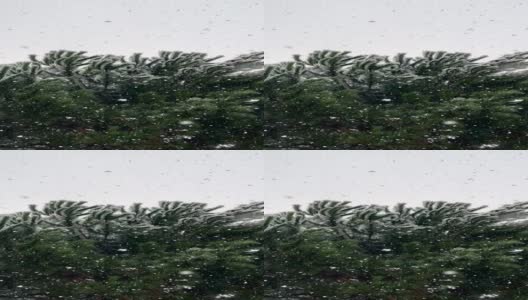 这是一段在松树下拍摄的视频，松树上的松针被雪覆盖着高清在线视频素材下载