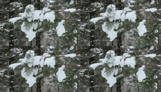 松林里的雪。高清在线视频素材下载