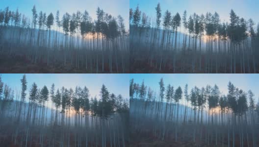 从空中俯瞰，秋日的日出，透过雾蒙蒙的黑暗森林，松树发出耀眼的光芒。黎明时分美丽的野生林地高清在线视频素材下载