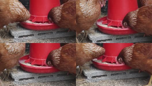 有机养鸡场饲养动物，饲养了大量的鸡、家禽高清在线视频素材下载