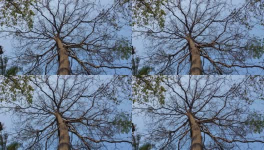 喀拉拉邦的一棵老大树，在蓝色的天空下没有叶子高清在线视频素材下载