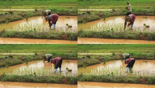 亚洲农民种植水稻高清在线视频素材下载