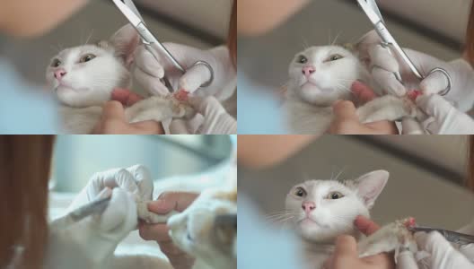 兽医治疗猫指甲损伤高清在线视频素材下载