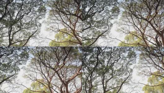 摇摄美丽的树枝高清在线视频素材下载