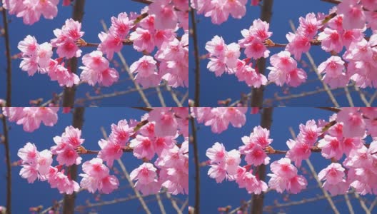 粉红色的花朵特写，蓝色的天空，4k(超高清)高清在线视频素材下载