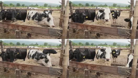 泰国农村当地农场的牛在吃稻草。高清在线视频素材下载