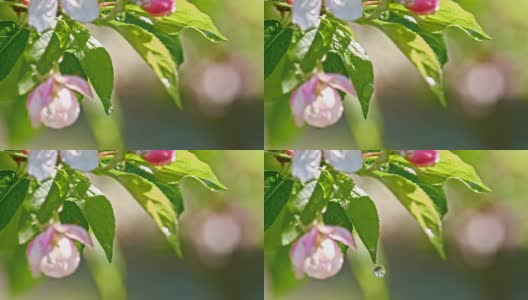 雨点从苹果花上滴下高清在线视频素材下载