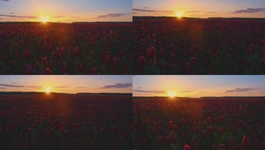 日出时一片美丽的深红色三叶草高清在线视频素材下载