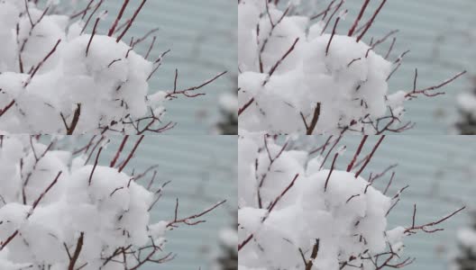 在一个寒冷刮风的日子里，蓝莓树丛上的冬雪高清在线视频素材下载