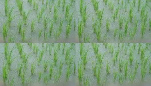 新鲜的绿色稻田伴随着雨水高清在线视频素材下载