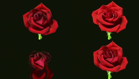 玫瑰死4 k高清在线视频素材下载