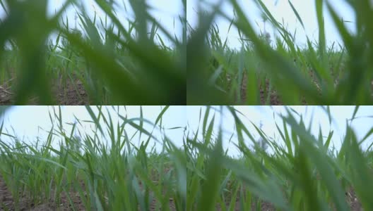 鲜绿麦草高清在线视频素材下载