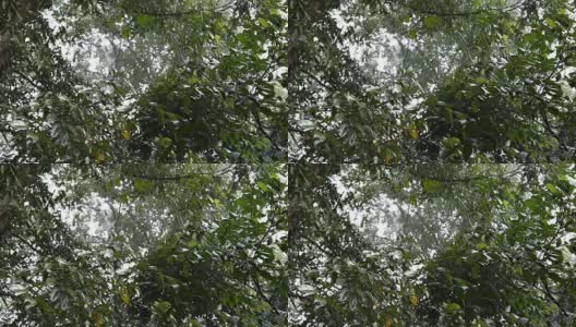 慢镜头，雨林中的雨高清在线视频素材下载