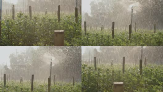 在一个花卉农场里，洒水器在植物上洒水。田间喷灌系统工作。水对人类和农业都是有用的。高清在线视频素材下载