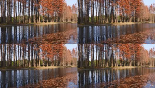 水边黎明红杉在阳光明媚的秋日倒映在水中，树叶在微风中飘落，4k镜头慢动作效果。高清在线视频素材下载