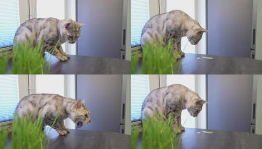 猫吃了草后在呕吐。发芽的燕麦为宠物的健康。家中有一只银色斑点孟加拉猫高清在线视频素材下载