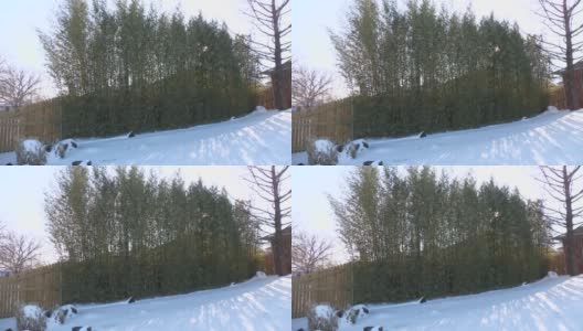 竹林挺拔地靠在木栅栏上，地上有一层厚厚的雪高清在线视频素材下载