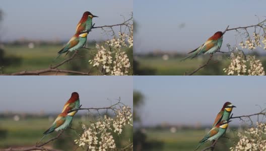 美丽的鸟儿披着春天的羽毛，栖息在开花的树枝上高清在线视频素材下载