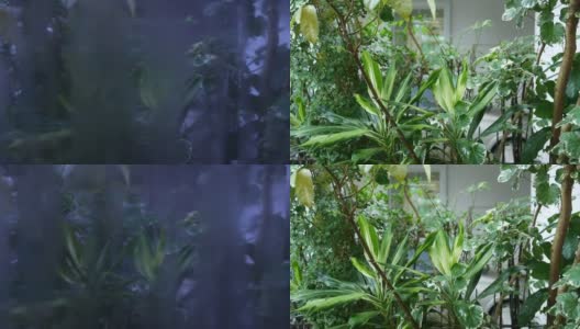 抽象繁茂的树叶背景和窗户上的水滴高清在线视频素材下载